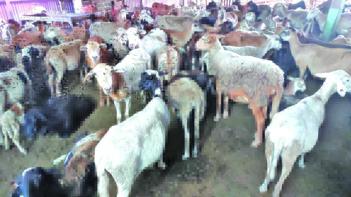 Local mutton producer eagerly awaiting arrival of more Black Belly sheep  from Barbados - Guyana Times