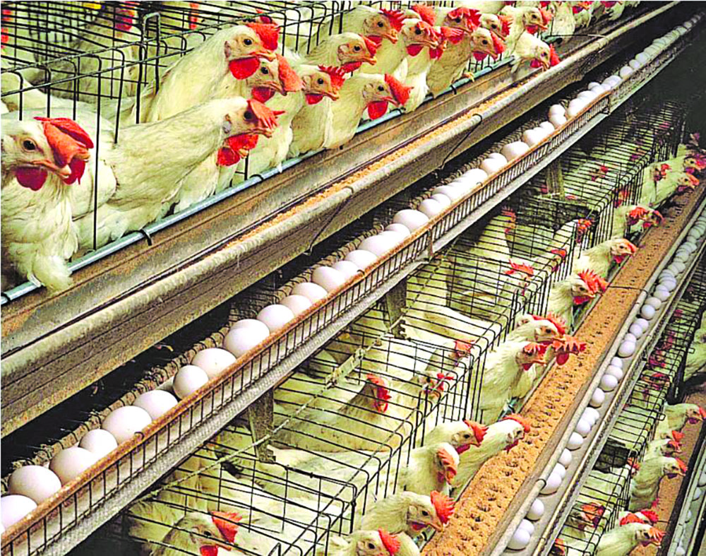 Govt investing in broiler breeder facility Guyana Times