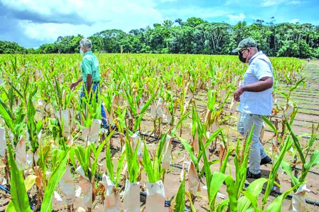 Guyana Aims For Self Sufficiency In Corn Soya Bean Production By 2025 Guyana Times