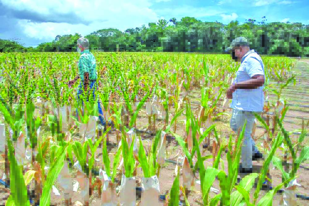 Guyana aims for self-sufficiency in corn, soya bean production by 2025