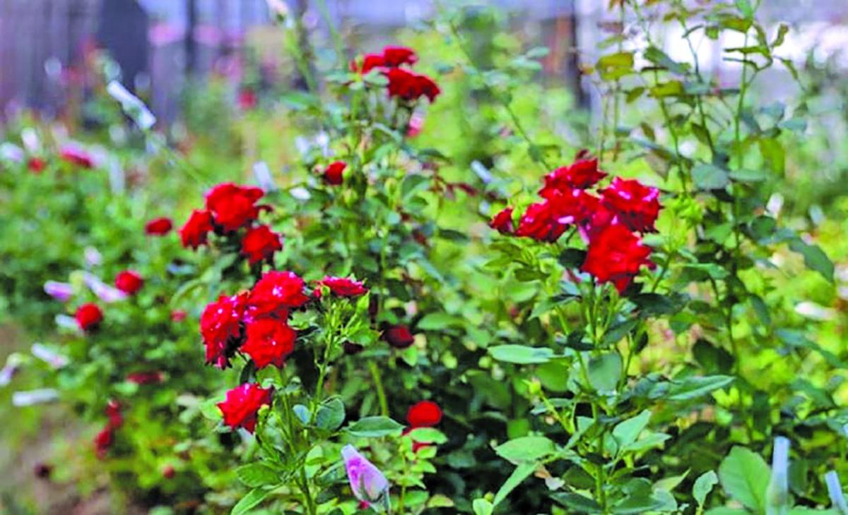 ‘Cut Rose’ project rakes in 4M in 1st half of 2023 Guyana Times