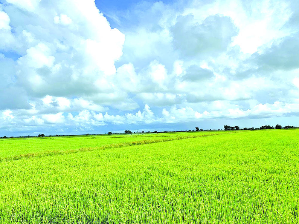 Guyana helping T&T develop rice sector Guyana Times