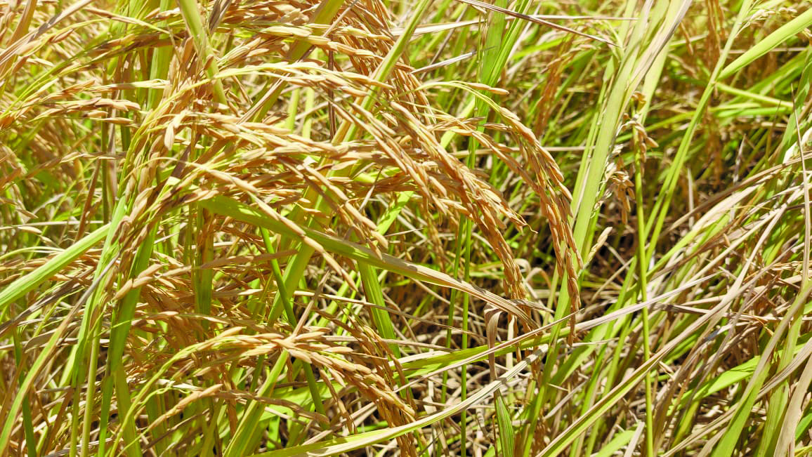 Aromatic rice to be made available for local farmers to cultivate in ...