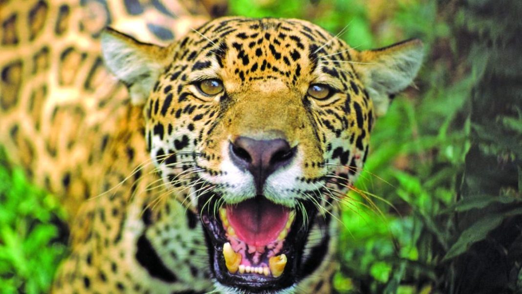 International Day of the Jaguar - Guyana Times