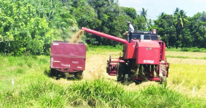 Guyana earns $45.2B in rice exports for 2023 as production increases by ...