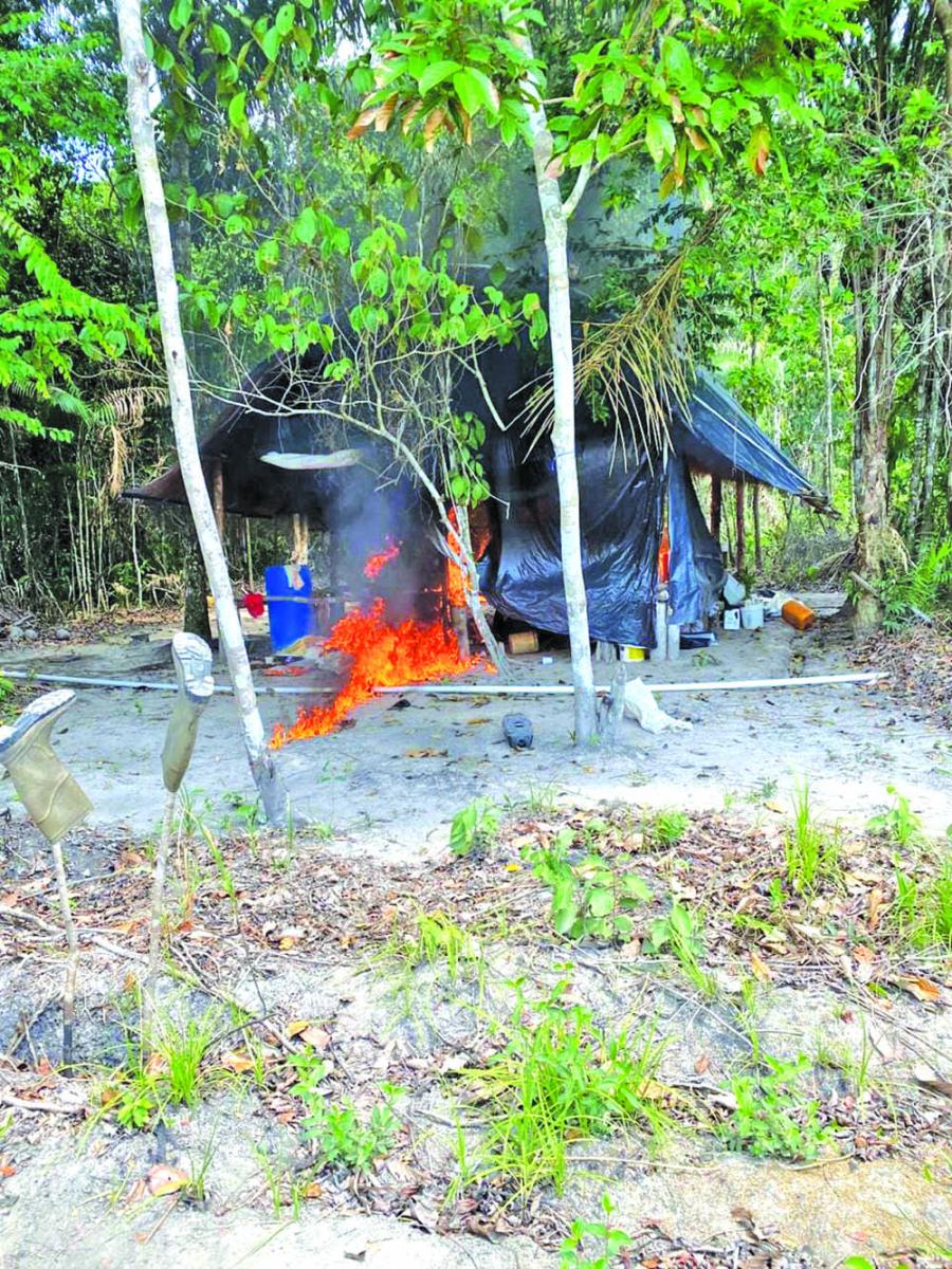 Over $3M in cannabis plants destroyed in Berbice - Guyana Times