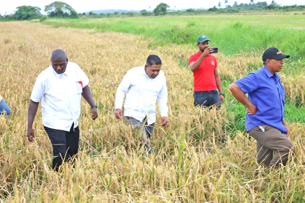 Guyana’s 1st rice crop surpasses target – Agri Minister - Guyana Times