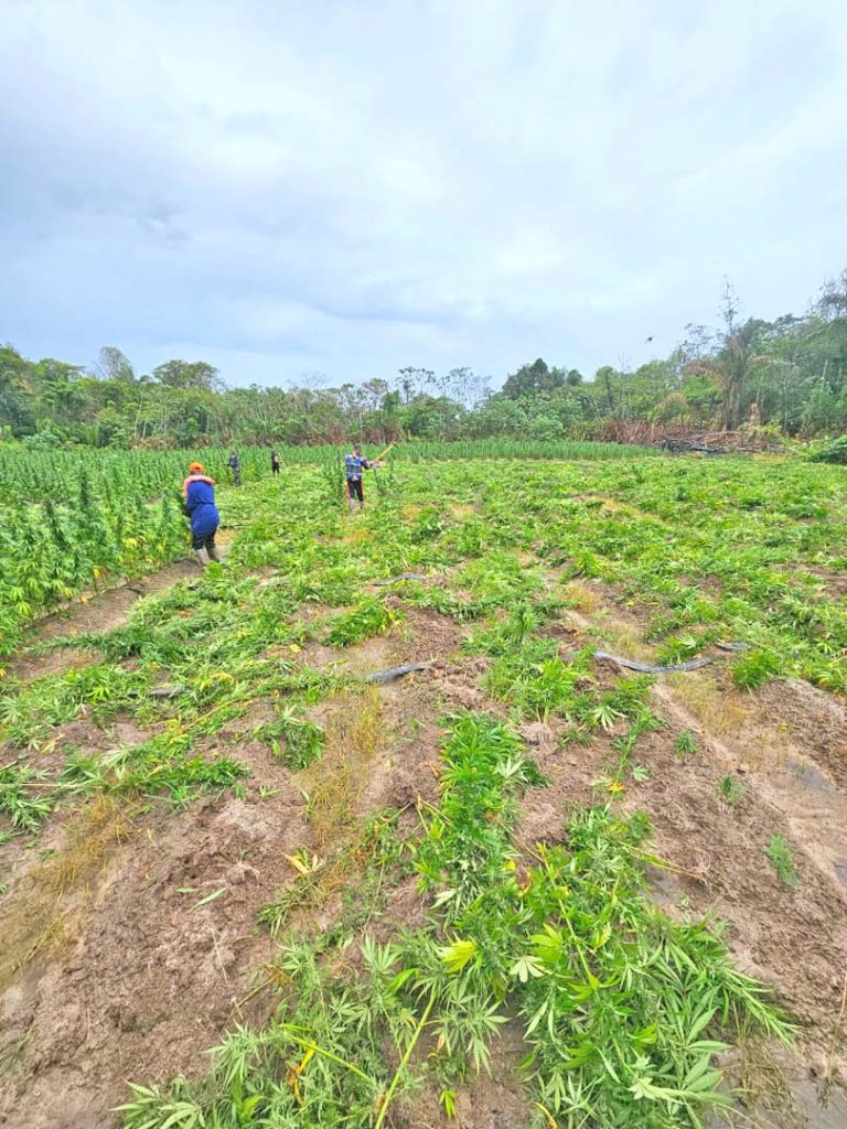 Police destroy $570M worth of ganja along Berbice River - Guyana Times