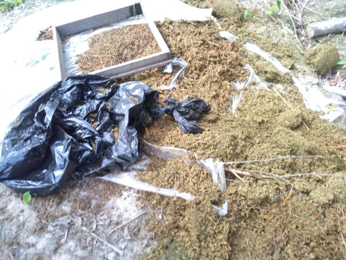 Over $50M worth of ganja discovered, destroyed at farm along Berbice ...