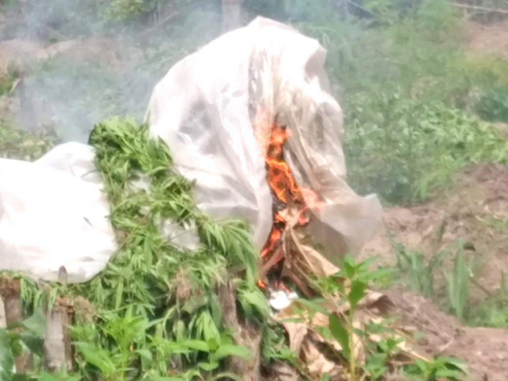 Over $50M worth of ganja discovered, destroyed at farm along Berbice ...