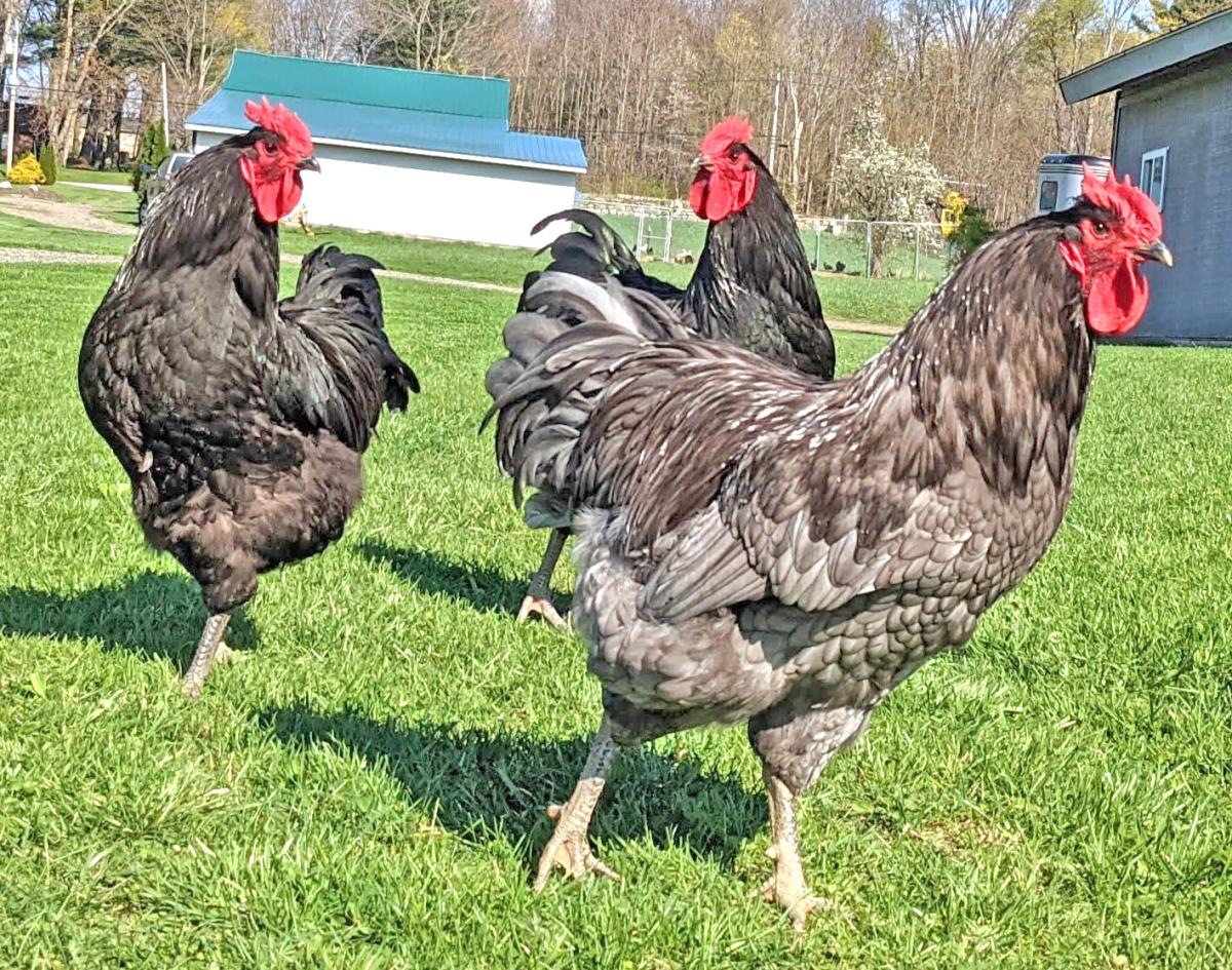 Poultry production in Bonasika Creek expanded through black giant ...