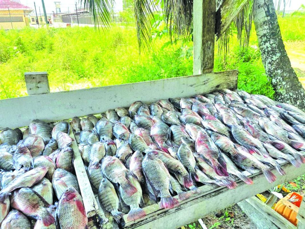 Timehri Prison harvests 67.5kg of tilapia from aquaculture initiative