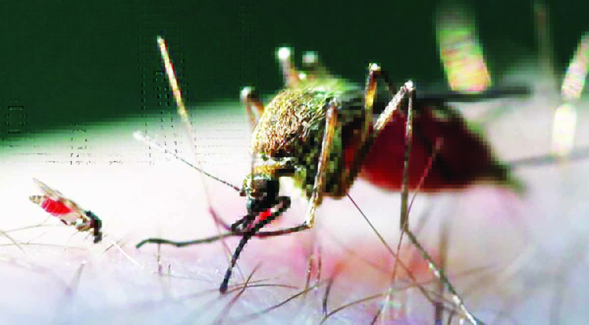 PAHO confirms over 12,000 Oropouche fever cases in the Caribbean; Guyana records 1st case