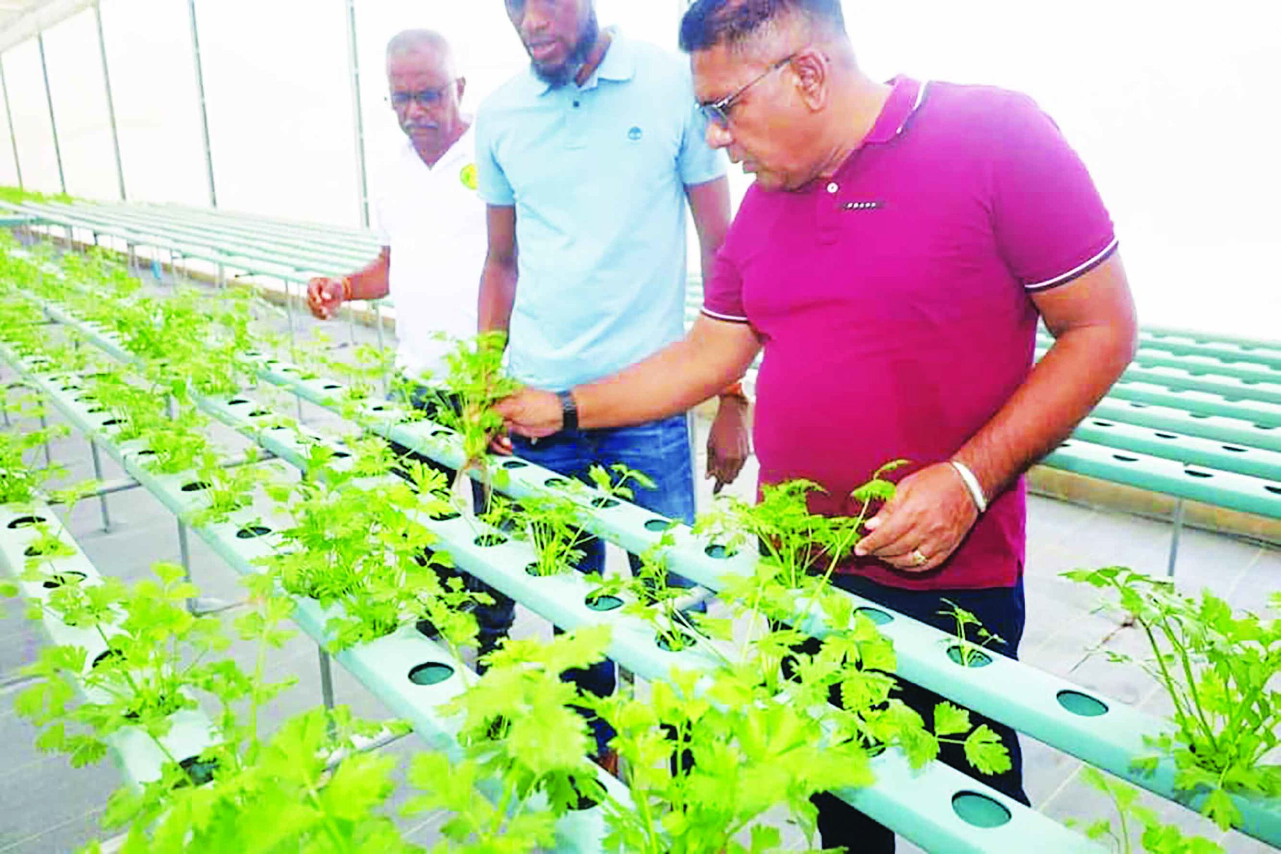 Linden farmers urged to increase crop production - Guyana Times