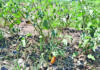 Wilting crops & cracked earth pose major challenges for Berbice farmers as El Niño kicks in