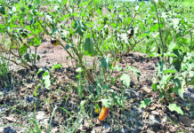 Wilting crops & cracked earth pose major challenges for Berbice farmers as El Niño kicks in