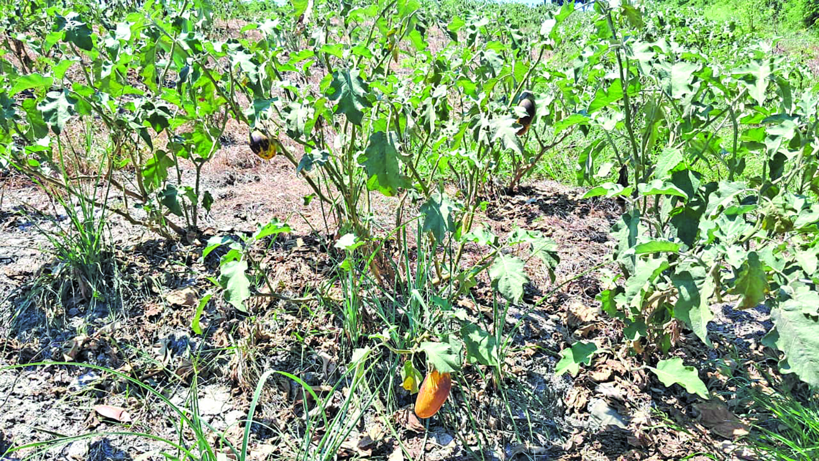 Wilting crops & cracked earth pose major challenges for Berbice farmers as El Niño kicks in