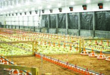 Chicken demand surges; Govt considering temporary importation