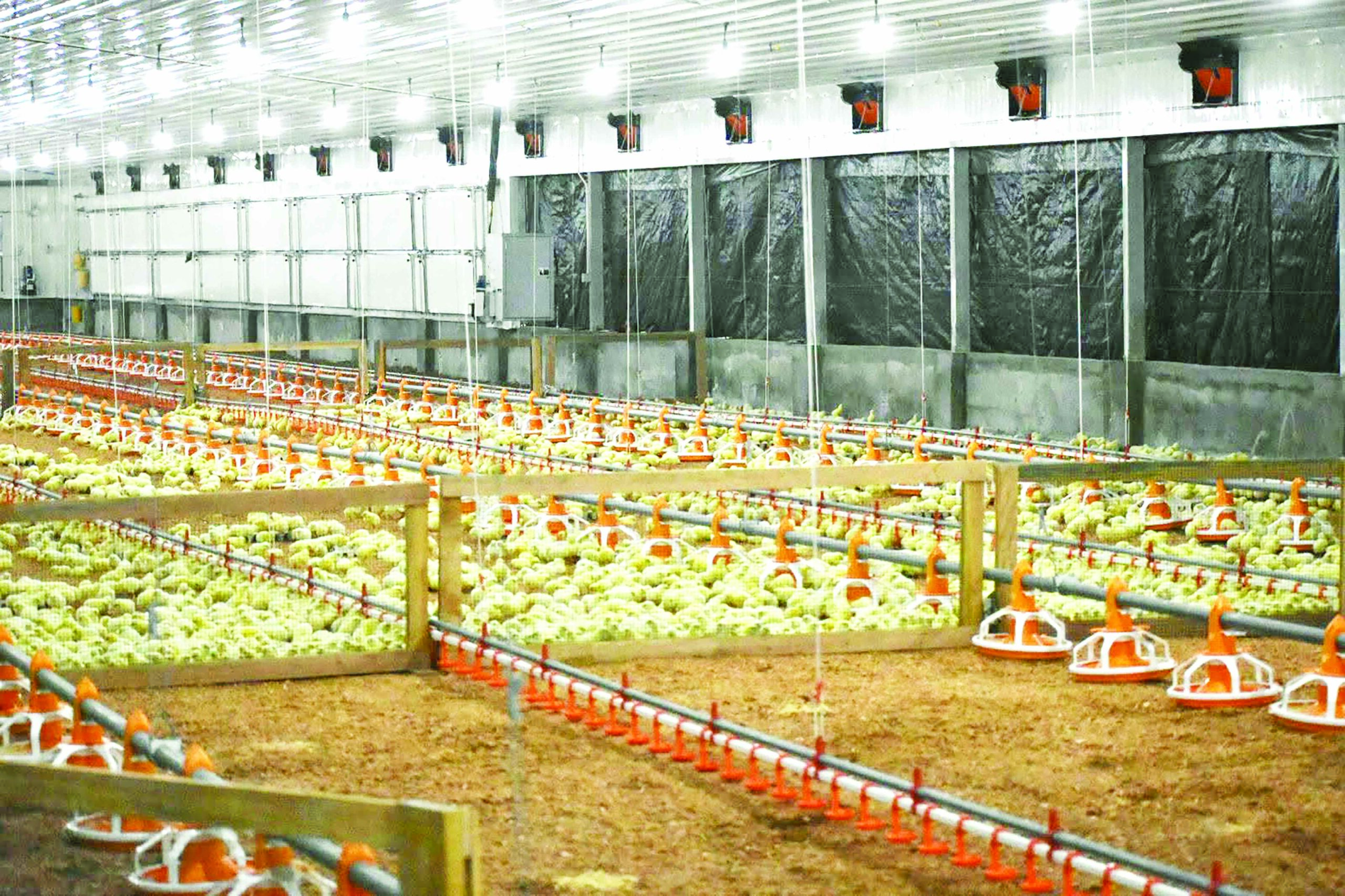 Chicken demand surges; Govt considering temporary importation