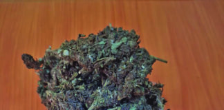 Construction worker nabbed with ganja