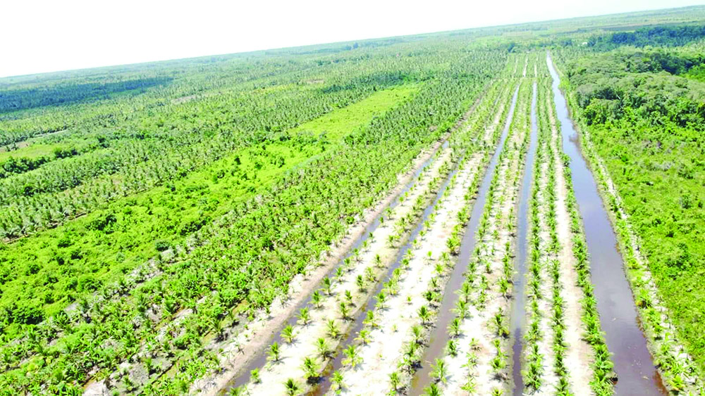 $195M coconut industry push to turn waste into value-added products
