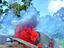 $22M worth of ganja, makeshift camps destroyed by Police