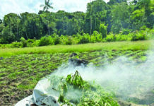$41M in ganja found, destroyed in Upper Berbice raid
