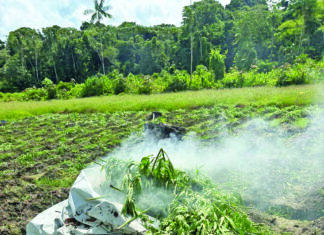 $41M in ganja found, destroyed in Upper Berbice raid