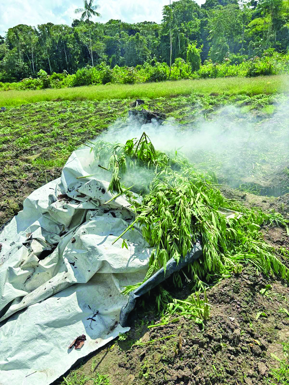 $41M in ganja found, destroyed in Upper Berbice raid