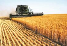 Global wheat prices surge, Guyana faces possible price increases