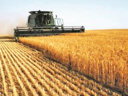 Global wheat prices surge, Guyana faces possible price increases