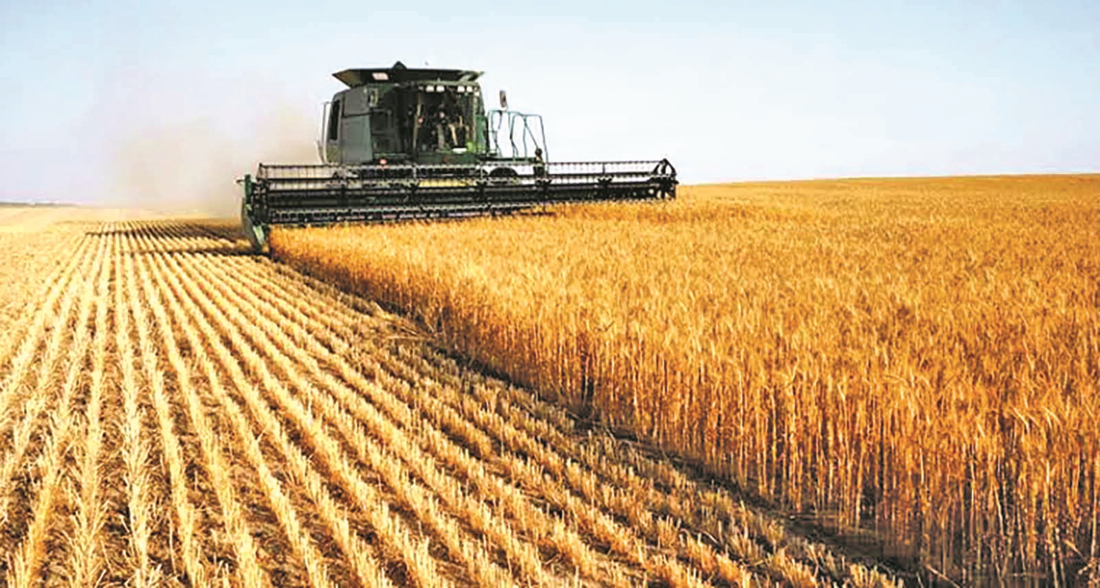 Global wheat prices surge, Guyana faces possible price increases