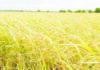 Some millers raise paddy prices as new rice crop harvest begins– Agri Minister