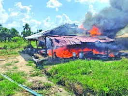 Police destroy $22.8M worth of ganja found along Canje Creek