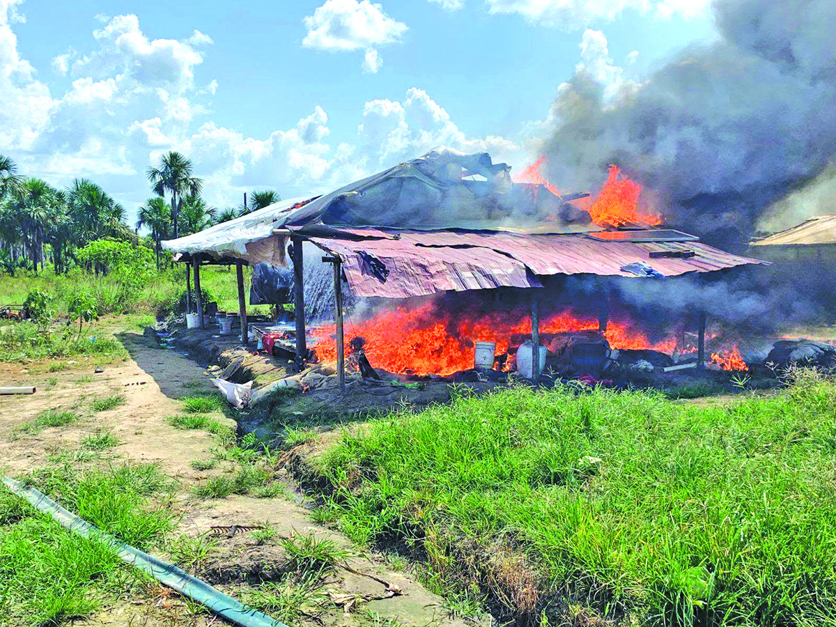 Police destroy $22.8M worth of ganja found along Canje Creek