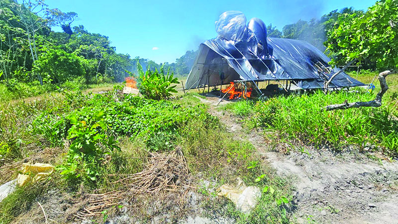 Police destroy 310,500 ganja plants in $165M eradication exercise