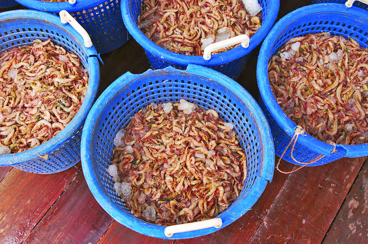 Stakeholders map way forward for Guyana’s Seabob industry