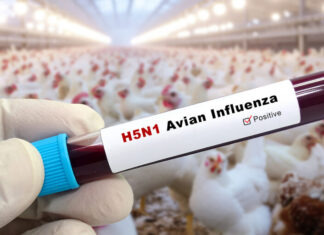 Guyana heightens bird flu surveillance as Suriname outbreak kills 5000 chickens